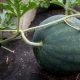 Watermelon - Mini - Sugar Baby (6-8 Seeds)
