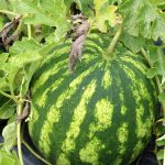 Watermelon - Picnic - Crimson Sweet (6-8 Seeds)