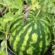 Watermelon - Picnic - Crimson Sweet (6-8 Seeds)