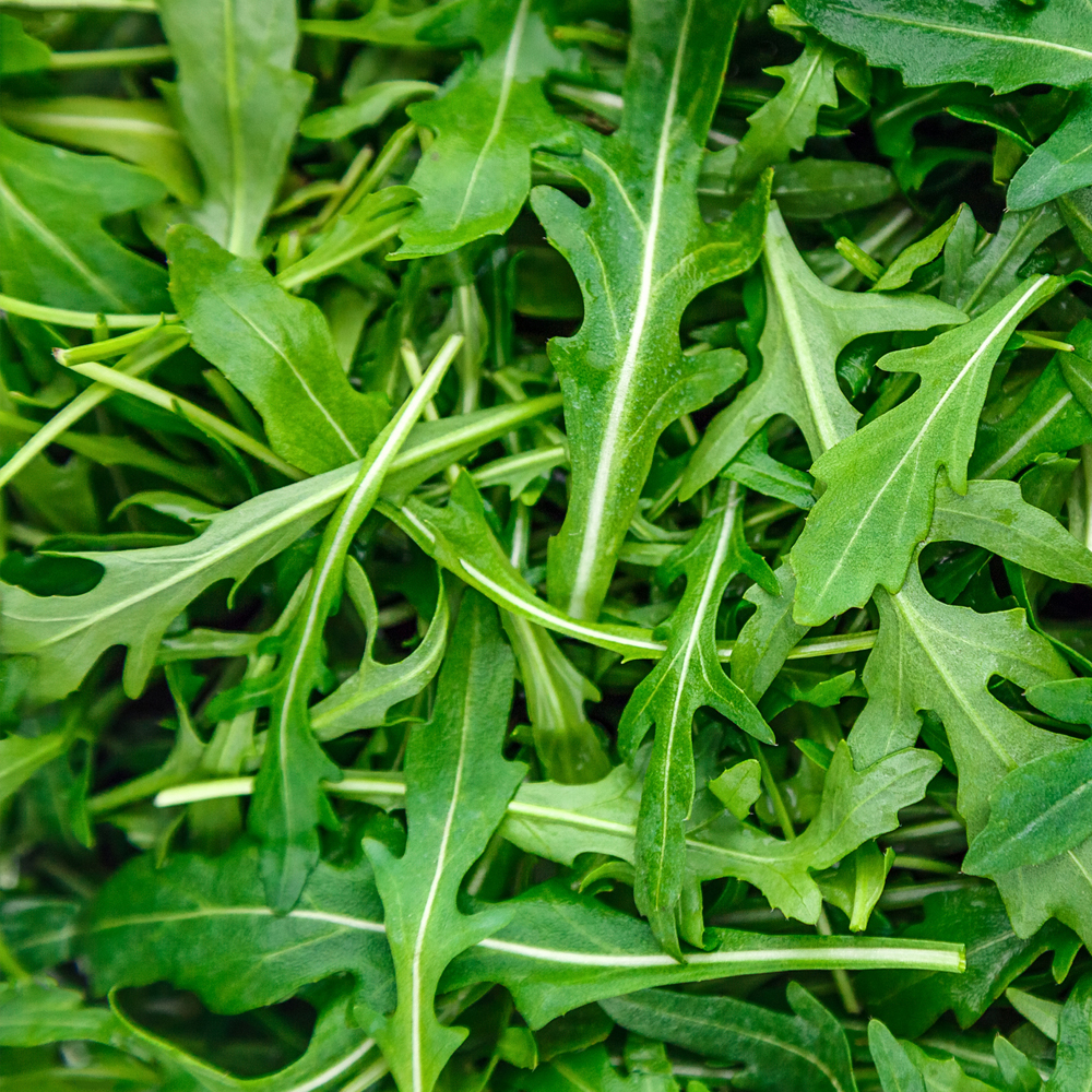 Arugula – Runway