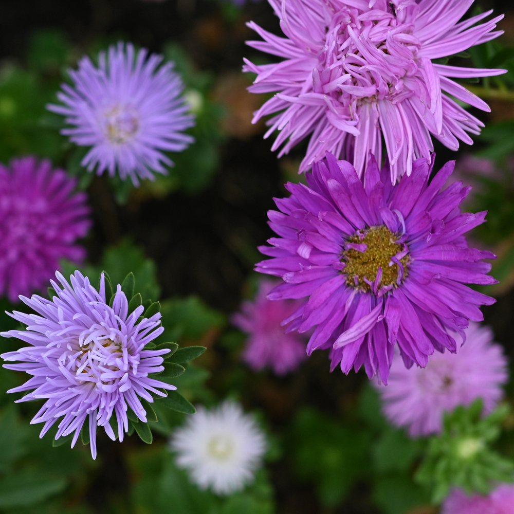 Aster – Crego Giant Mixture