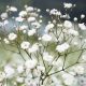 Babys Breath - Covent Garden Market (100-120 Seeds)