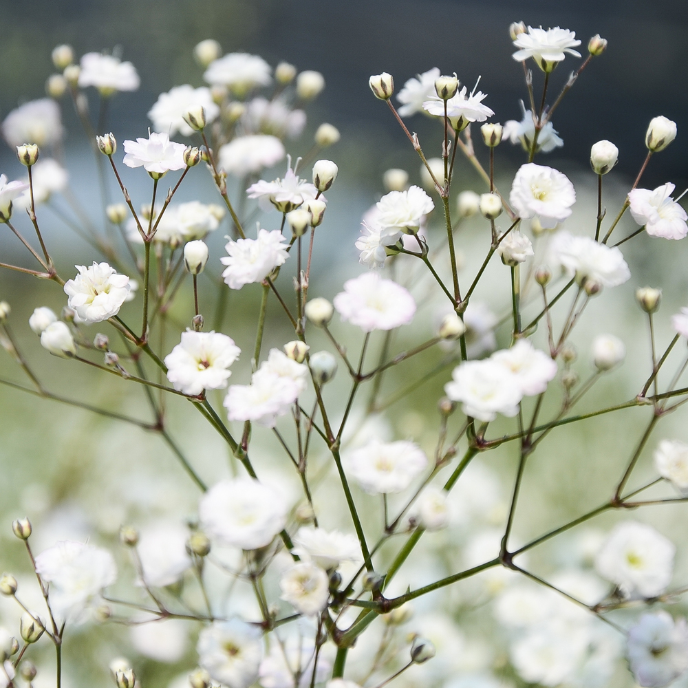 Baby’s Breath – Covent Garden Market