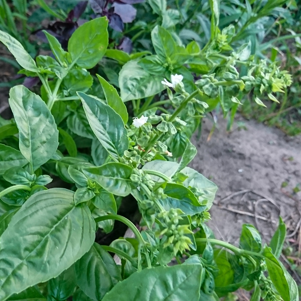 Basil – Anise