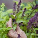 Basil - Cinnamon  (100-120 Seeds)