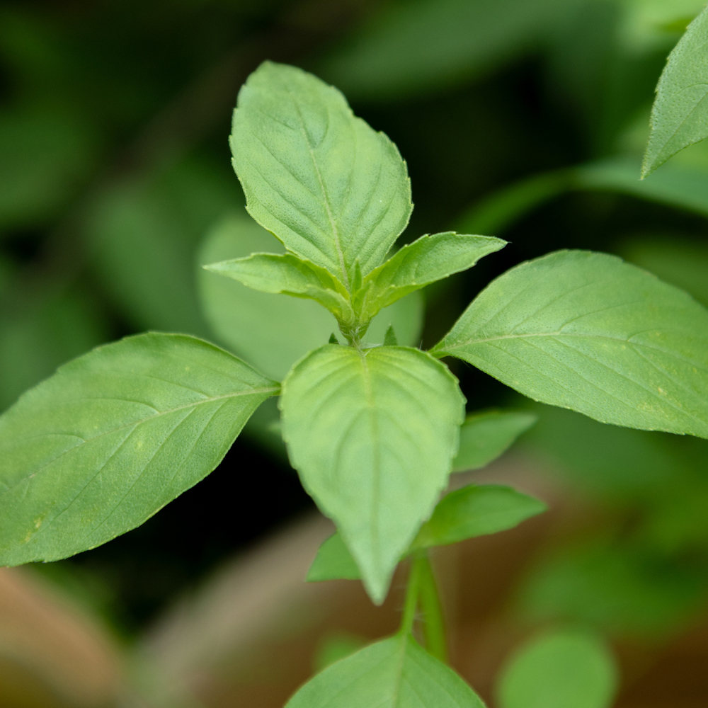 Basil – Clove Scented