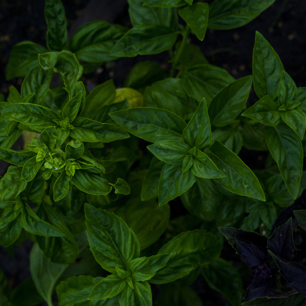 Basil – Corsican