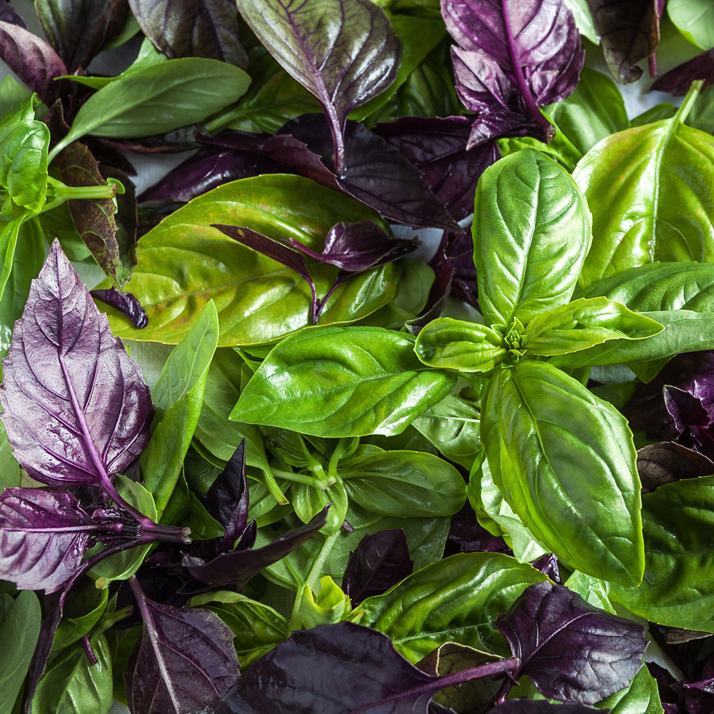 Basil – Culinary Blend