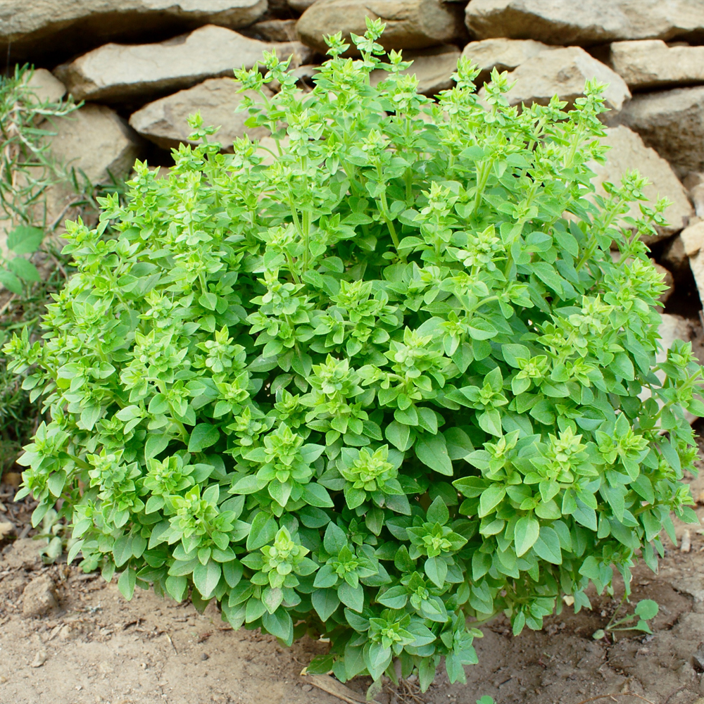 Basil – Dwarf Greek