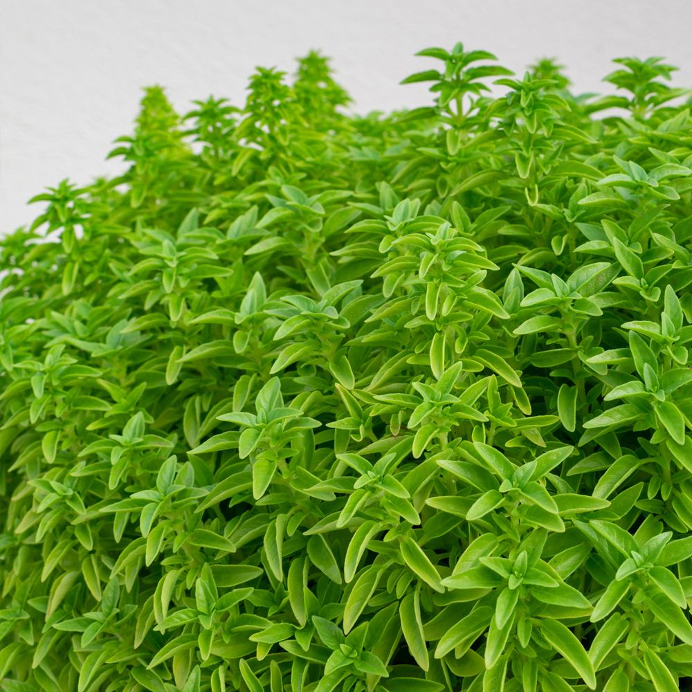 Basil – Fino Verde