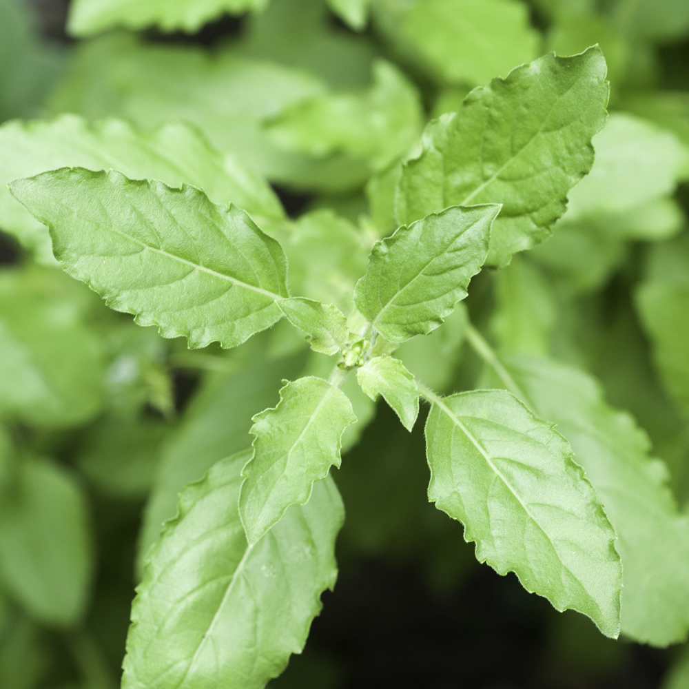 Basil – Holy Basil Green Leaf