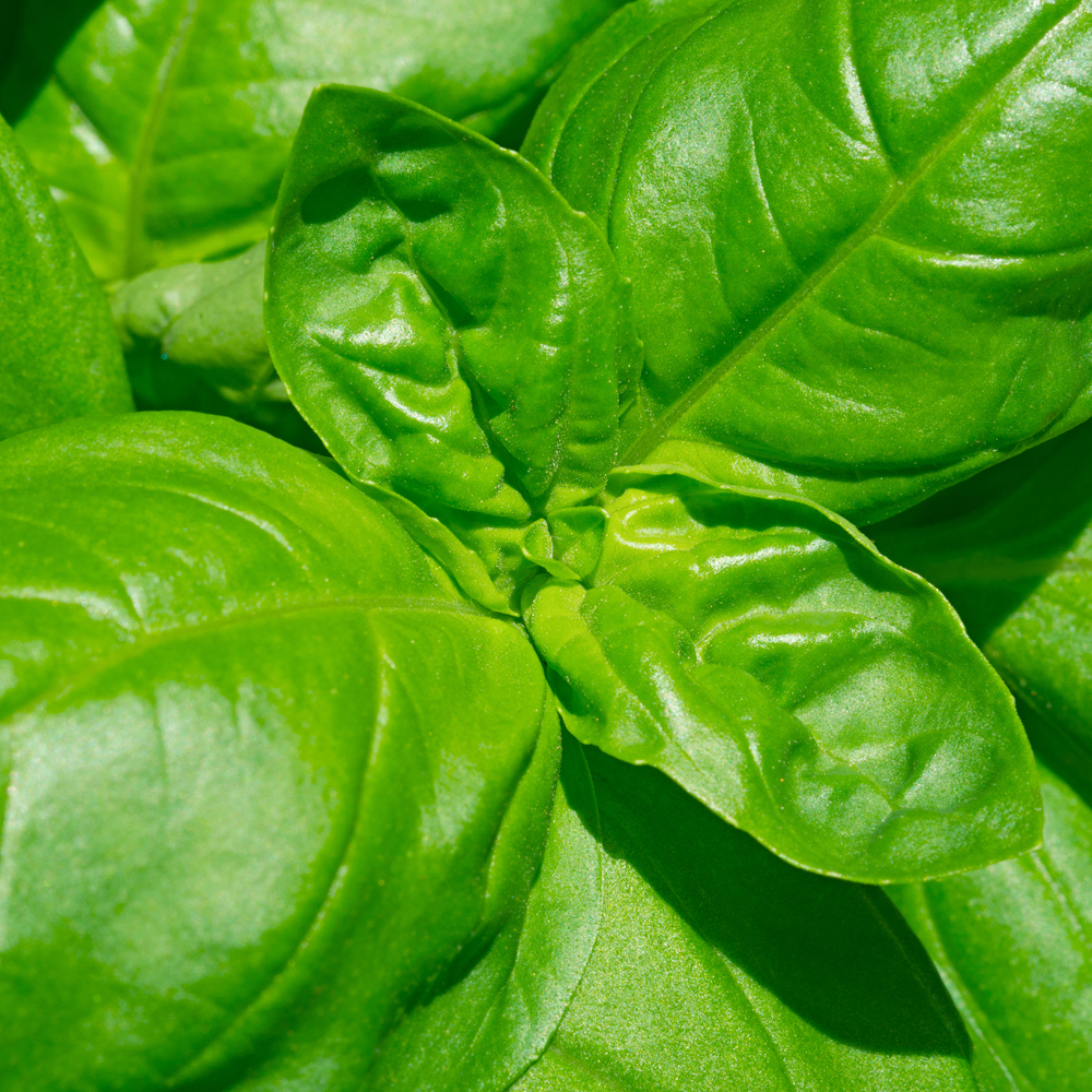 Basil – Italian Large Leaf