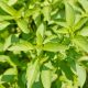Basil - Lemon  (100-120 Seeds)