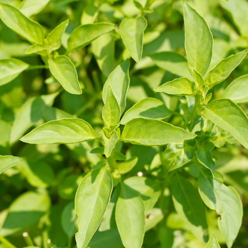 Basil – Lemon