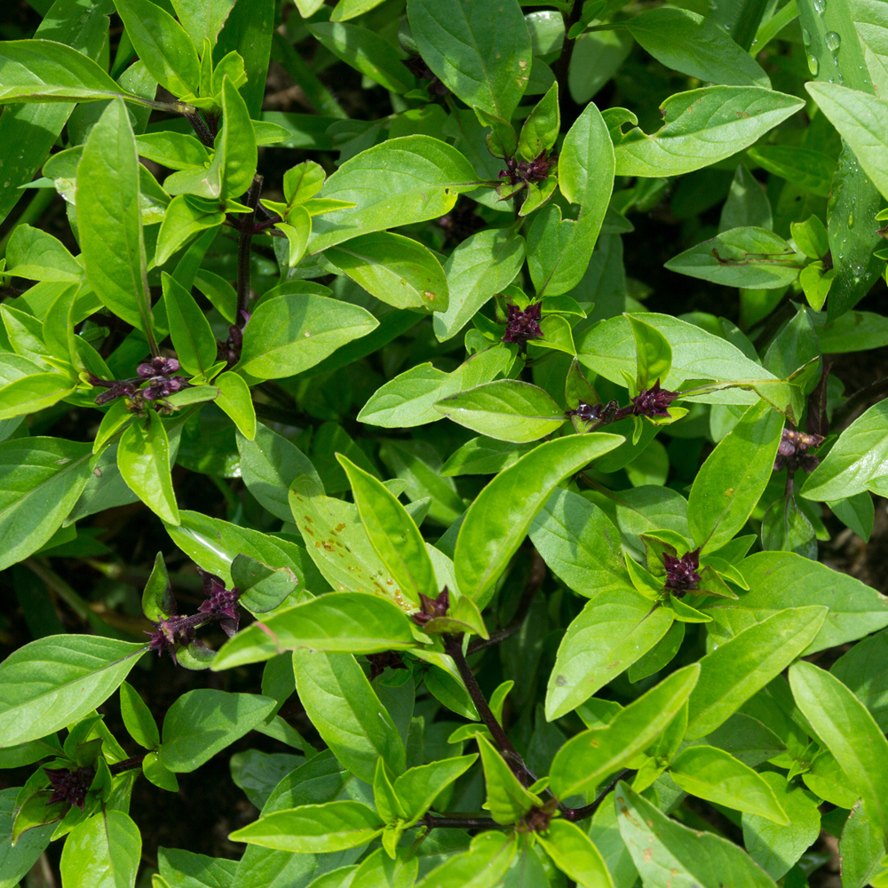 Basil – Licorice