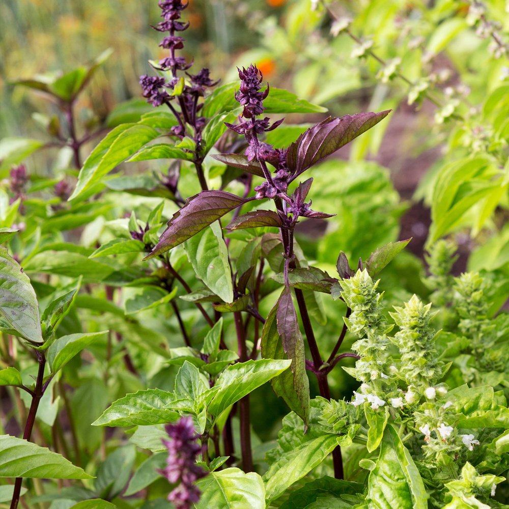 Basil – Ornamental Mixture