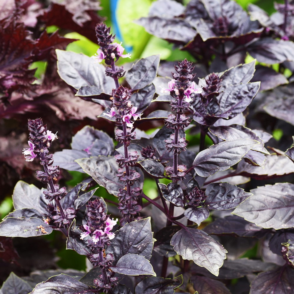 Basil – Purple Ruffles