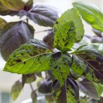 Basil - Red Rubin  (100-120 Seeds)