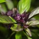 Basil - Thai  (100-120 Seeds)