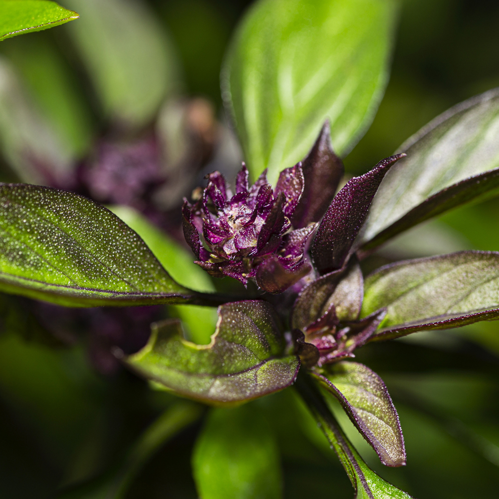 Basil – Thai