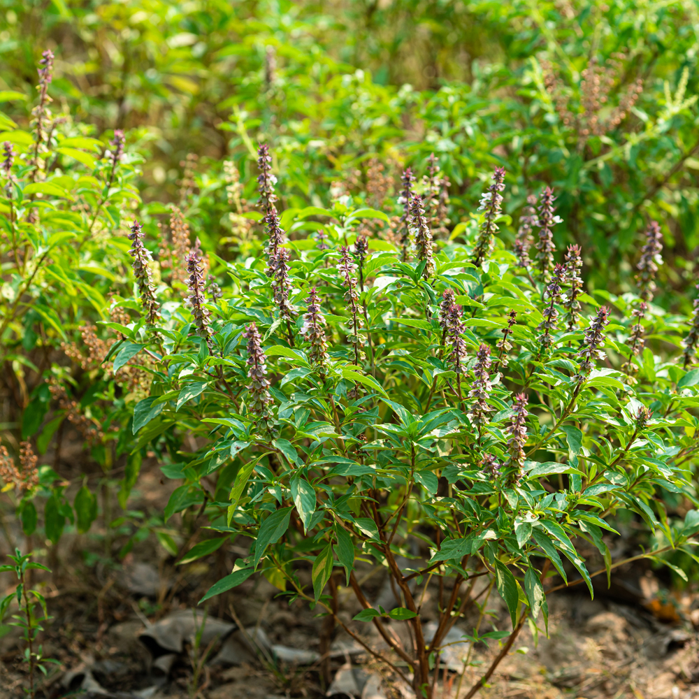 Basil – Thai Sweet Large Leaf