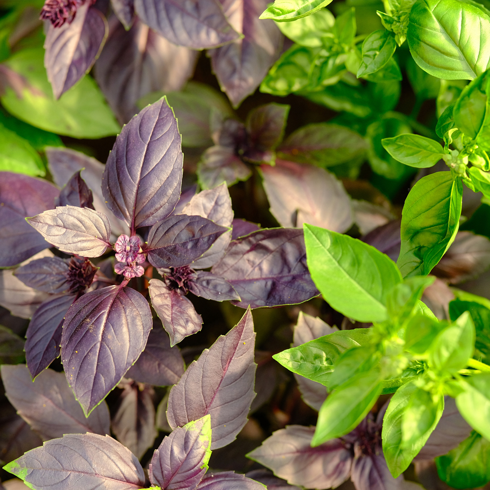 Basil Collection – 5 Varieties