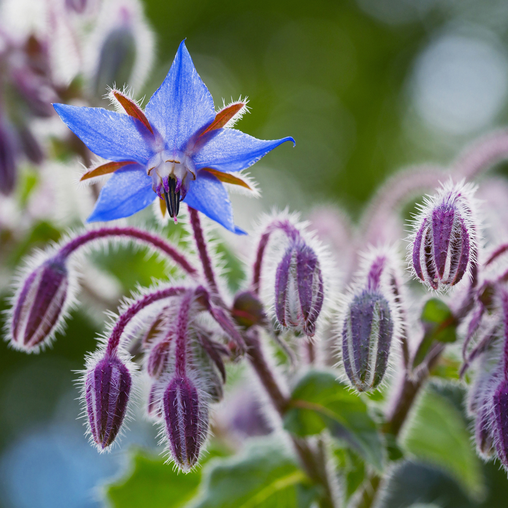 Borage Herb