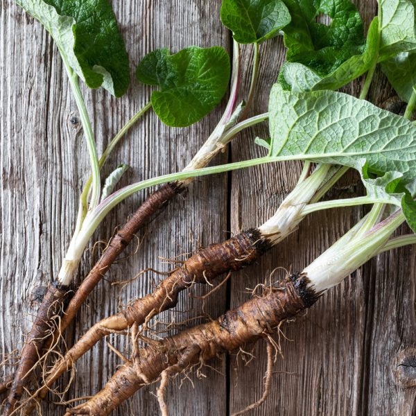 Burdock - Gobo Takinogawa