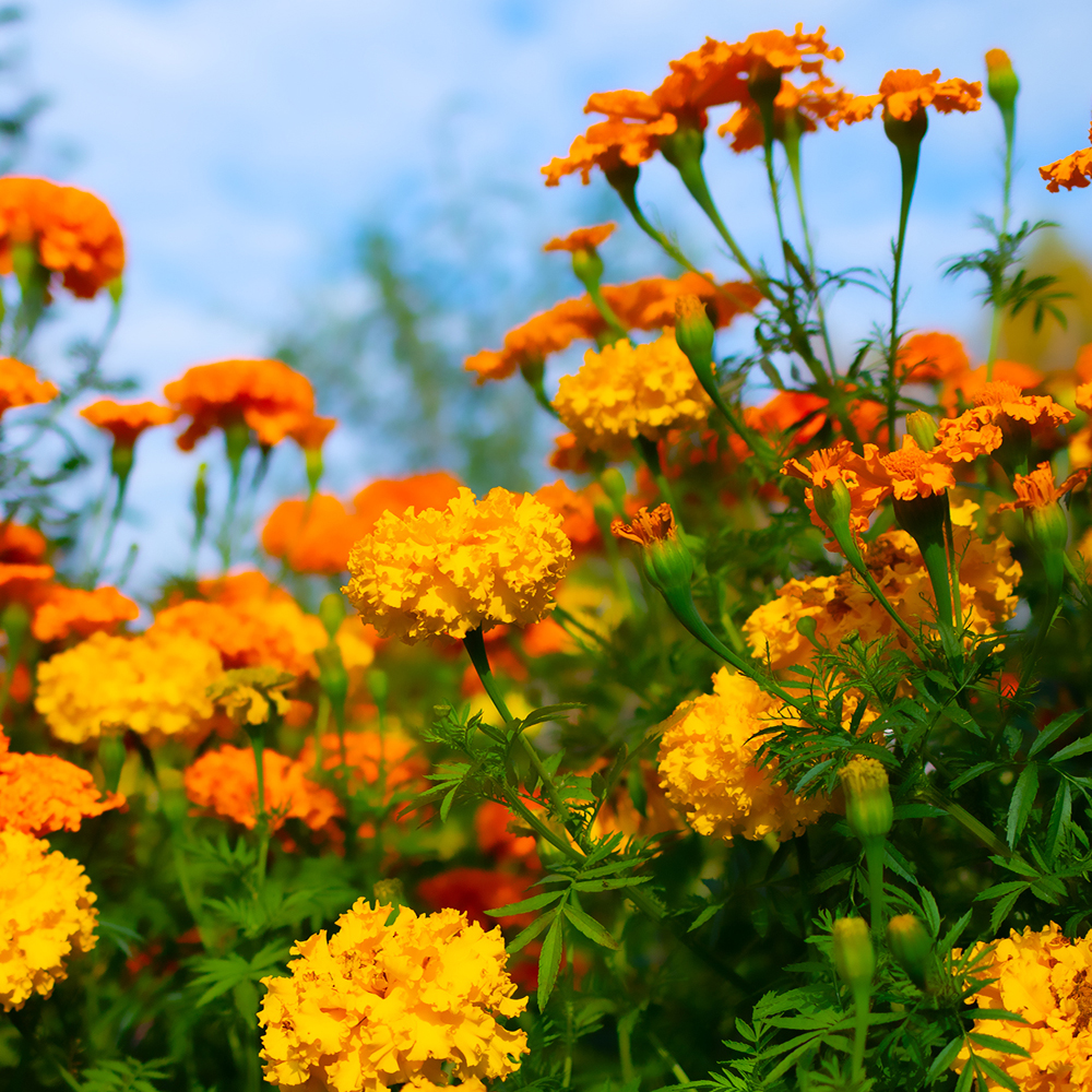 Calendula – Bon Bon