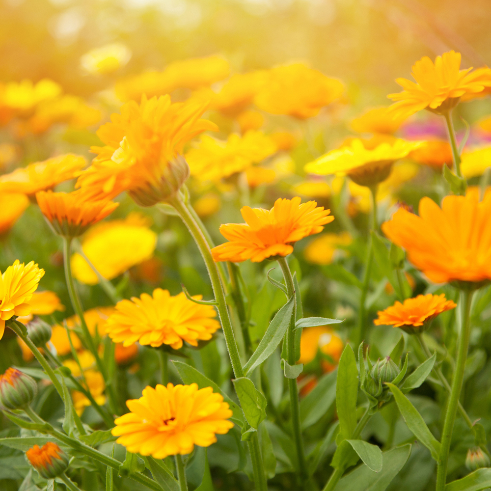 Calendula – Fancy Mix