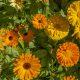 Calendula - Pacific Beauty Mixture (20-25 Seeds)