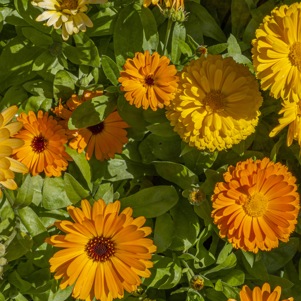 Calendula – Pacific Beauty Mixture