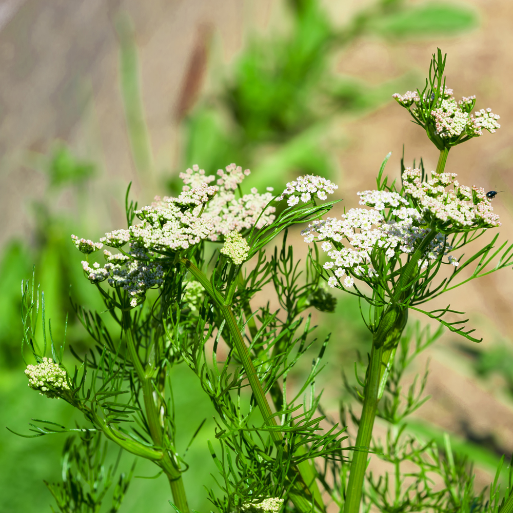 Caraway