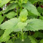 Catnip (300-350 Seeds)