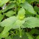 Catnip (300-350 Seeds)
