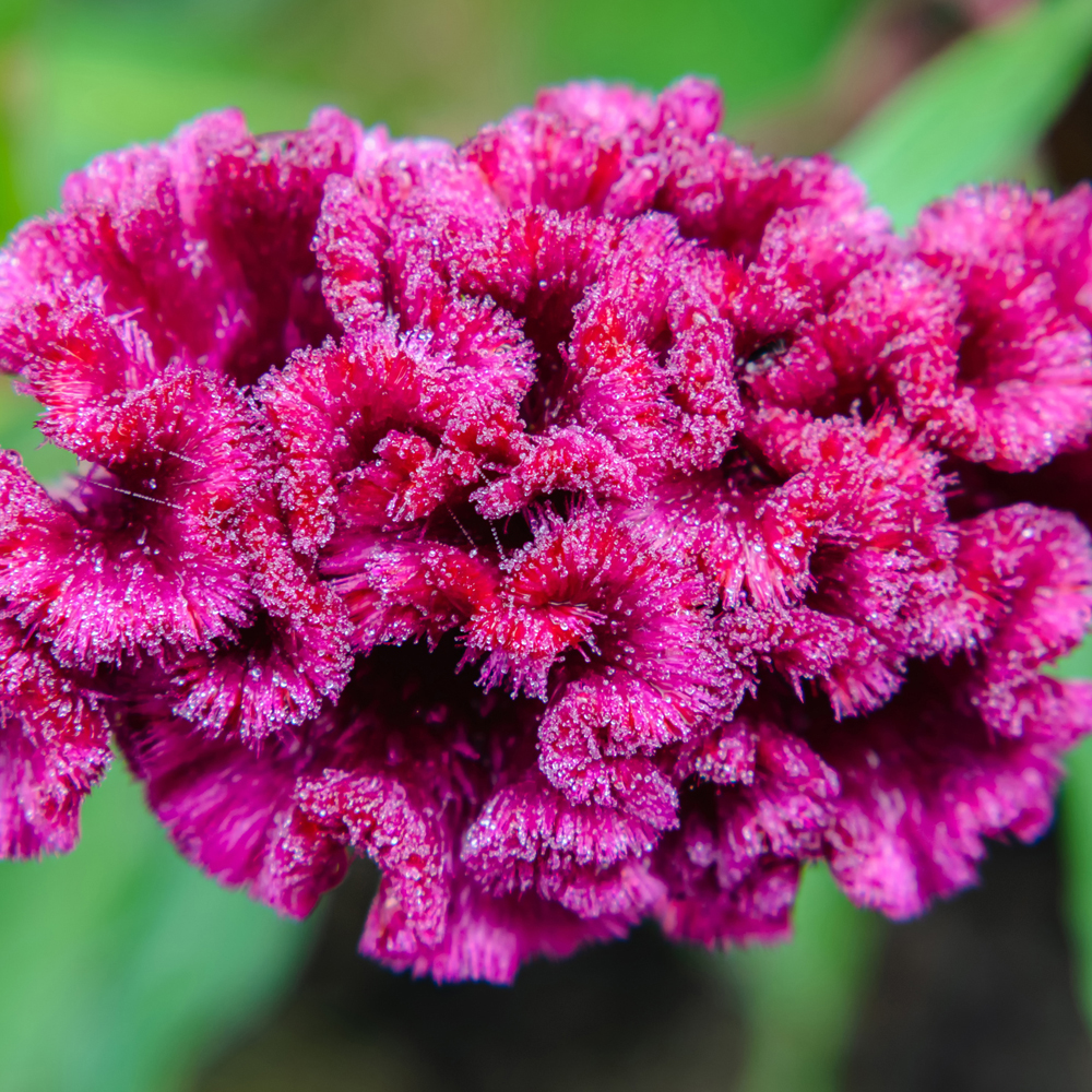 Celosia – Crested – Armor Mix