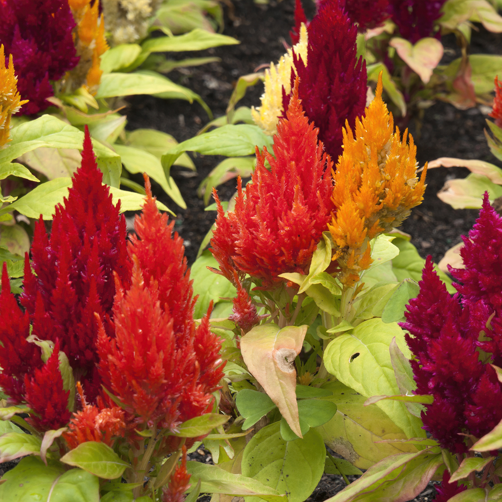 Celosia – Plumed – Castle Series