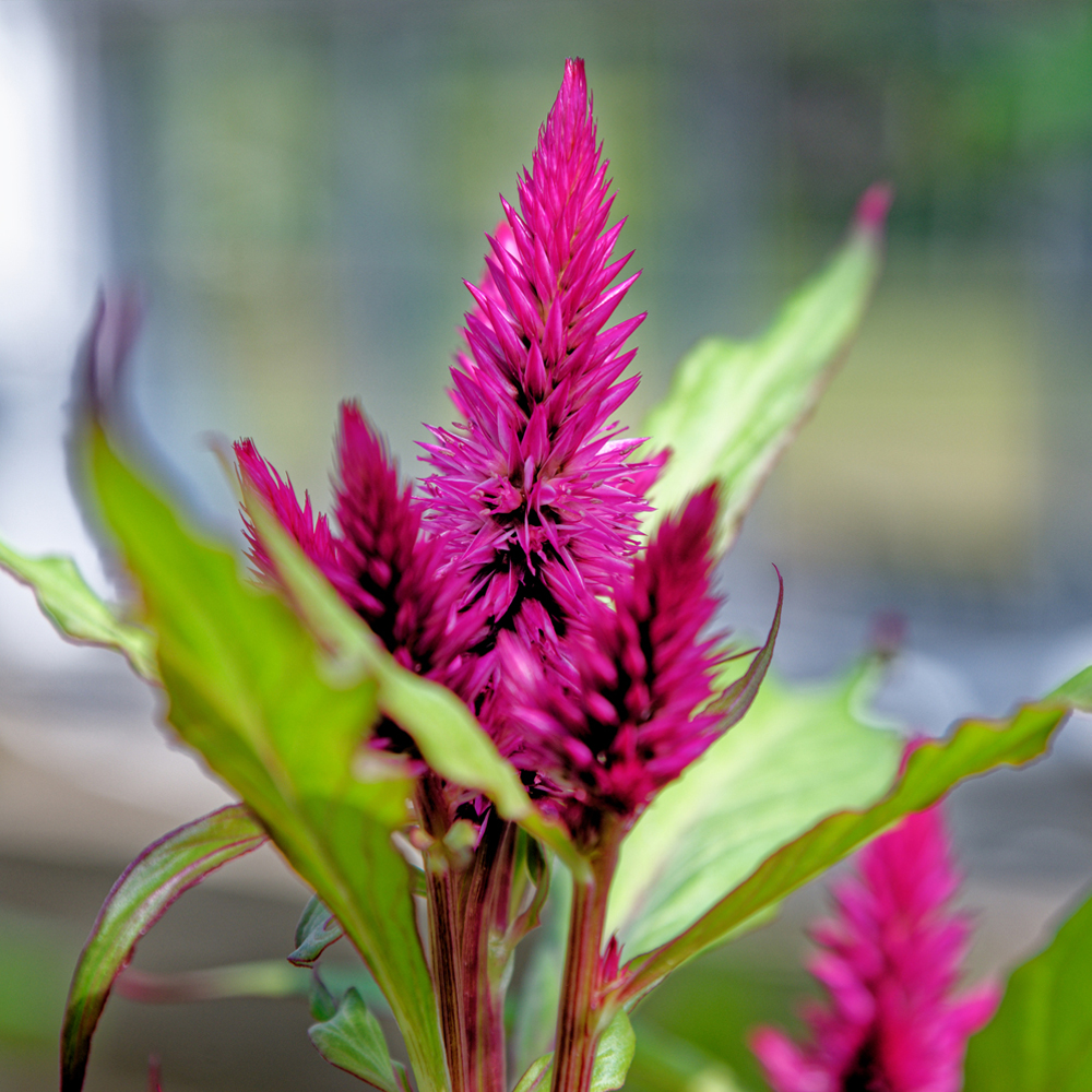 Celosia – Wheat – Flamingo Series