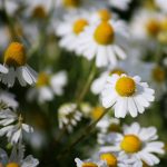 Chamomile - German  (15-200 Seeds)