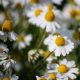 Chamomile - German  (15-200 Seeds)