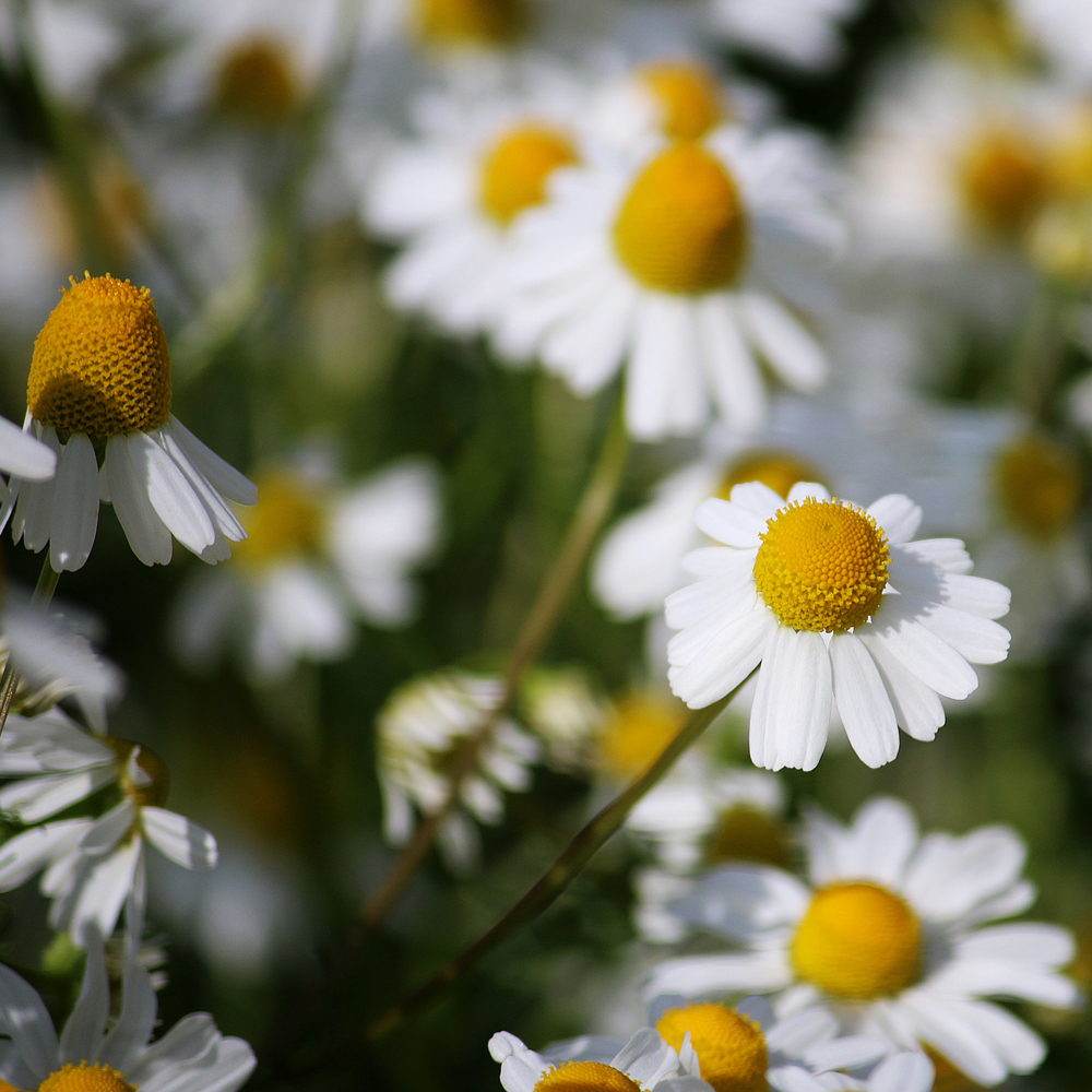 Chamomile – German