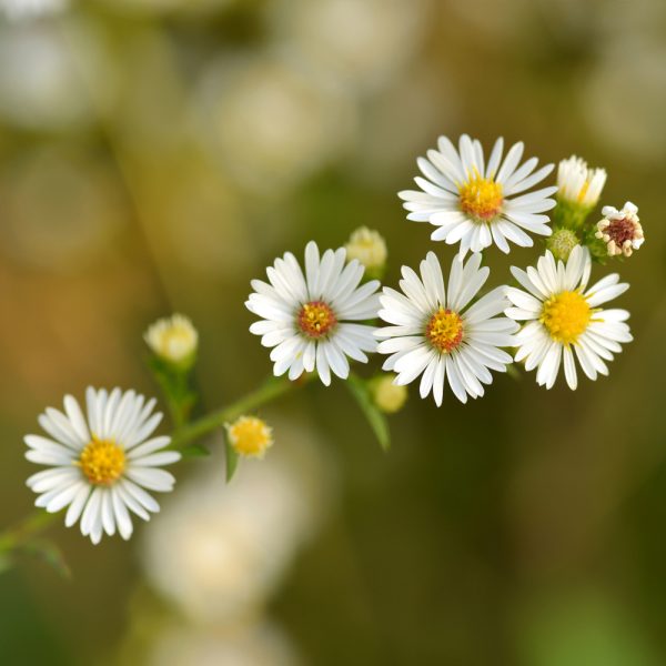 Chamomile - Roman