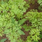 Chervil - Winter (100-120 Seeds)