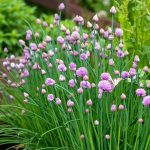 Chives (30-40 Seeds)