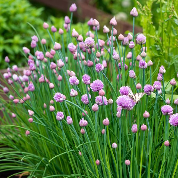 Chives