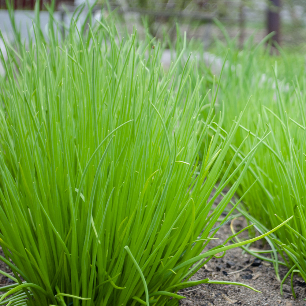 Chives – Garlic