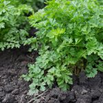 Cilantro - Leisure - (aka) Chinese Leisure Parsley (40-60 Seeds)