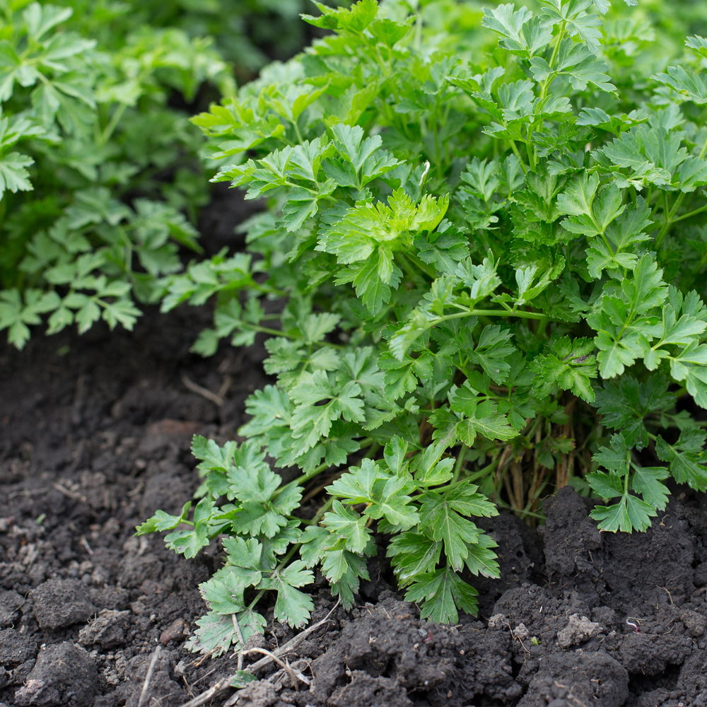 Cilantro – Leisure – (aka) Chinese Leisure Parsley