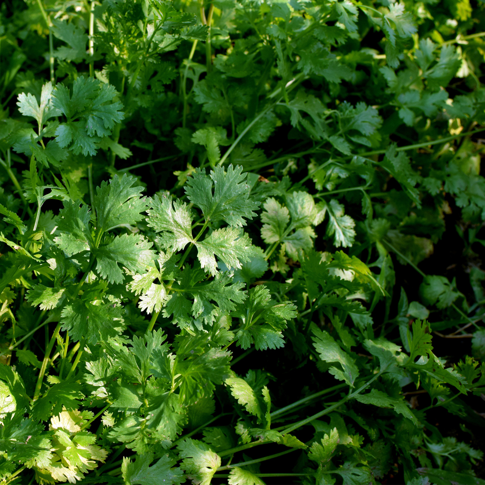 Cilantro – Santo