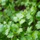 Cilantro - Slow Bolt (40-60 Seeds)